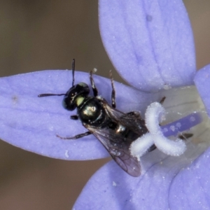 Ceratina (Neoceratina) australensis at Blue Devil Grassland, Umbagong Park (BDG) - 8 Mar 2024