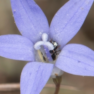 Hylaeus (Prosopisteron) sp. (genus & subgenus) at Latham, ACT - 8 Mar 2024