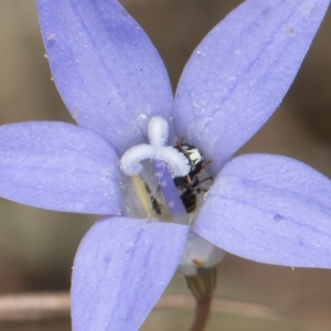Hylaeus (Prosopisteron) sp. (genus & subgenus) at Blue Devil Grassland, Umbagong Park (BDG) - 8 Mar 2024