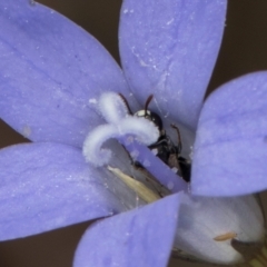 Hylaeus (Prosopisteron) sp. (genus & subgenus) at Blue Devil Grassland, Umbagong Park (BDG) - 8 Mar 2024