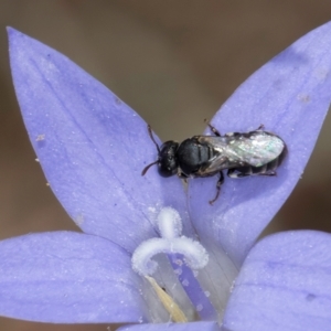 Hylaeus (Prosopisteron) sp. (genus & subgenus) at Latham, ACT - 8 Mar 2024