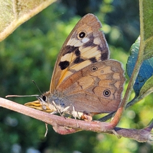 Heteronympha penelope at QPRC LGA - 10 Mar 2024