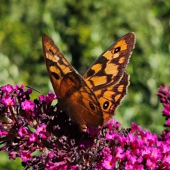 Heteronympha penelope at QPRC LGA - 10 Mar 2024 04:37 PM