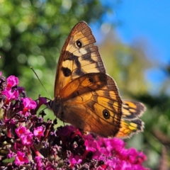 Heteronympha penelope at QPRC LGA - 10 Mar 2024 04:37 PM