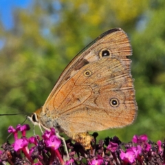 Heteronympha penelope at QPRC LGA - 10 Mar 2024