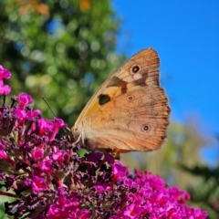 Heteronympha penelope at QPRC LGA - 10 Mar 2024