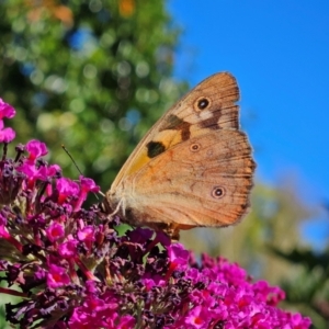 Heteronympha penelope at QPRC LGA - 10 Mar 2024