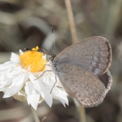 Zizina otis (Common Grass-Blue) at Umbagong District Park - 8 Mar 2024 by kasiaaus