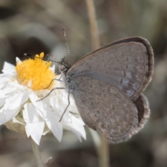 Zizina otis at Blue Devil Grassland, Umbagong Park (BDG) - 8 Mar 2024