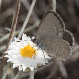 Zizina otis at Blue Devil Grassland, Umbagong Park (BDG) - 8 Mar 2024