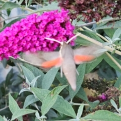 Hippotion scrofa (Coprosma Hawk Moth) at Braidwood, NSW - 10 Mar 2024 by MatthewFrawley