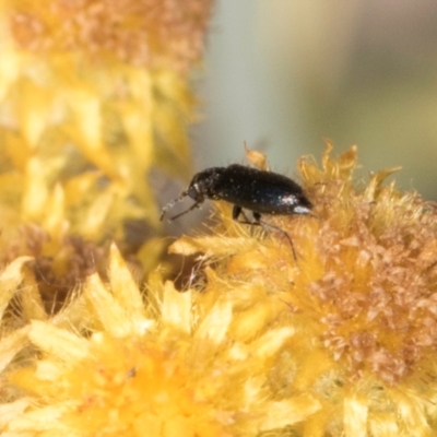 Dasytinae (subfamily) (Soft-winged flower beetle) at Umbagong District Park - 8 Mar 2024 by kasiaaus