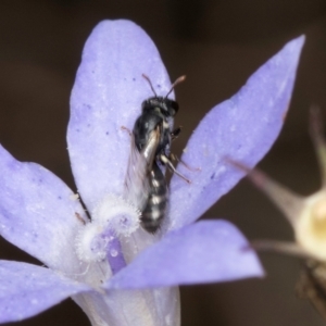 Hylaeus sp. (genus) at Blue Devil Grassland, Umbagong Park (BDG) - 8 Mar 2024