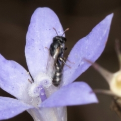 Unidentified Bee (Hymenoptera, Apiformes) at Blue Devil Grassland, Umbagong Park (BDG) - 8 Mar 2024 by kasiaaus