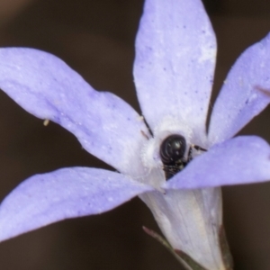 Hylaeus sp. (genus) at Blue Devil Grassland, Umbagong Park (BDG) - 8 Mar 2024