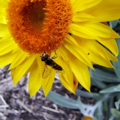 Syrphini sp. (tribe) (Unidentified syrphine hover fly) at Watson, ACT - 15 Feb 2024 by abread111