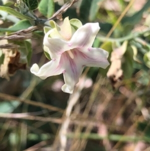 Araujia sericifera at Weston, ACT - 7 Mar 2024