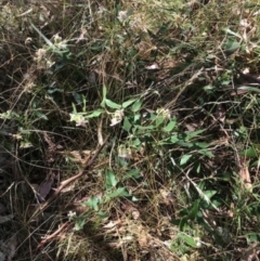 Araujia sericifera at Weston, ACT - 7 Mar 2024