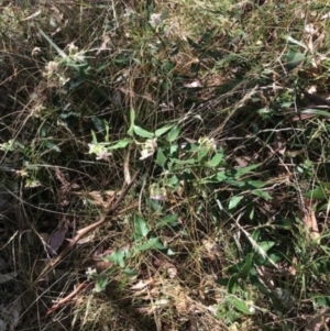 Araujia sericifera at Weston, ACT - 7 Mar 2024