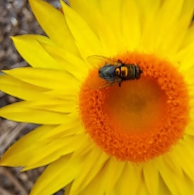 Lucilia sp. (genus) (A blowfly) at Watson, ACT - 15 Feb 2024 by abread111