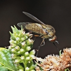 Geron sp. (genus) at Kalamunda, WA - 10 Mar 2024 by sarraj