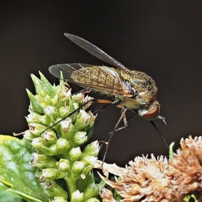 Geron sp. (genus) at Kalamunda, WA - 10 Mar 2024 by sarraj