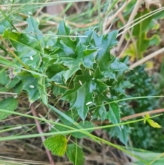 Ilex aquifolium (Holly) at Rendezvous Creek, ACT - 9 Mar 2024 by WalkYonder