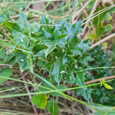 Ilex aquifolium (Holly) at Rendezvous Creek, ACT - 9 Mar 2024 by WalkYonder