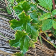 Ilex aquifolium at Namadgi National Park - 9 Mar 2024