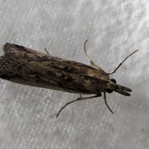 Faveria tritalis at Watson Green Space - 10 Mar 2024 11:08 PM