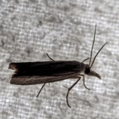 Culladia cuneiferellus (Crambinae moth) at Watson, ACT - 10 Mar 2024 by AniseStar