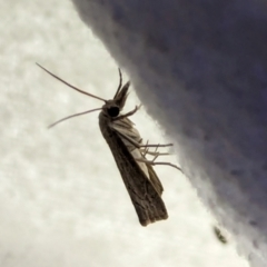 Culladia cuneiferellus at Watson Green Space - 10 Mar 2024 10:17 PM