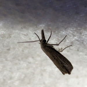 Culladia cuneiferellus at Watson Green Space - 10 Mar 2024