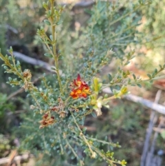 Mirbelia oxylobioides at Namadgi National Park - 9 Mar 2024