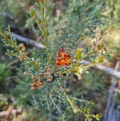 Mirbelia oxylobioides at Namadgi National Park - 9 Mar 2024