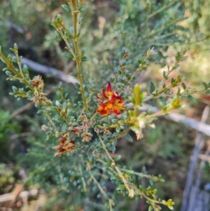 Mirbelia oxylobioides at Namadgi National Park - 9 Mar 2024 02:29 PM