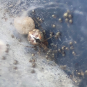 Cryptachaea veruculata at Casey, ACT - 10 Mar 2024