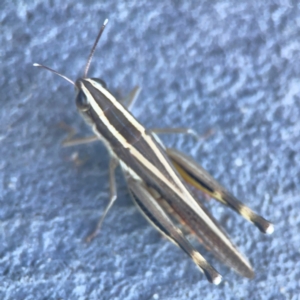 Macrotona australis at Casey, ACT - 10 Mar 2024 03:30 PM