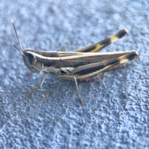 Macrotona australis at Casey, ACT - 10 Mar 2024