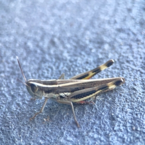 Macrotona australis at Casey, ACT - 10 Mar 2024 03:30 PM