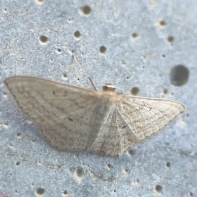 Unidentified Geometer moth (Geometridae) at Casey, ACT - 10 Mar 2024 by Hejor1