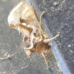 Chrysodeixis eriosoma at Casey, ACT - 10 Mar 2024