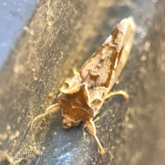 Chrysodeixis eriosoma at Casey, ACT - 10 Mar 2024 03:32 PM