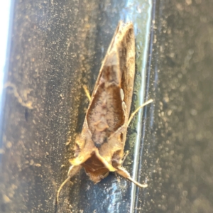 Chrysodeixis eriosoma at Casey, ACT - 10 Mar 2024 03:32 PM