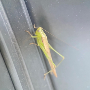 Conocephalus semivittatus at Casey, ACT - 10 Mar 2024