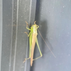 Conocephalus semivittatus at Casey, ACT - 10 Mar 2024