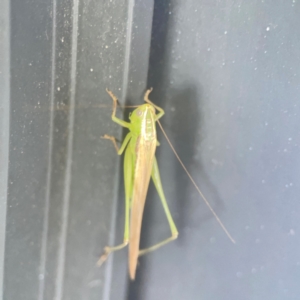 Conocephalus semivittatus at Casey, ACT - 10 Mar 2024