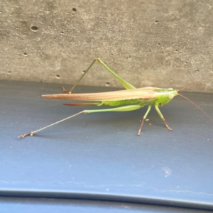 Conocephalus semivittatus at Casey, ACT - 10 Mar 2024