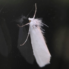 Tipanaea patulella (The White Crambid moth) at Casey, ACT - 10 Mar 2024 by Hejor1