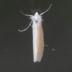 Tipanaea patulella at Casey, ACT - 10 Mar 2024 03:35 PM